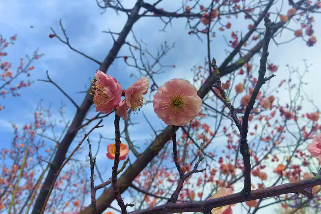 山东临沂：春花烂漫俏枝头 东风吹来满面香